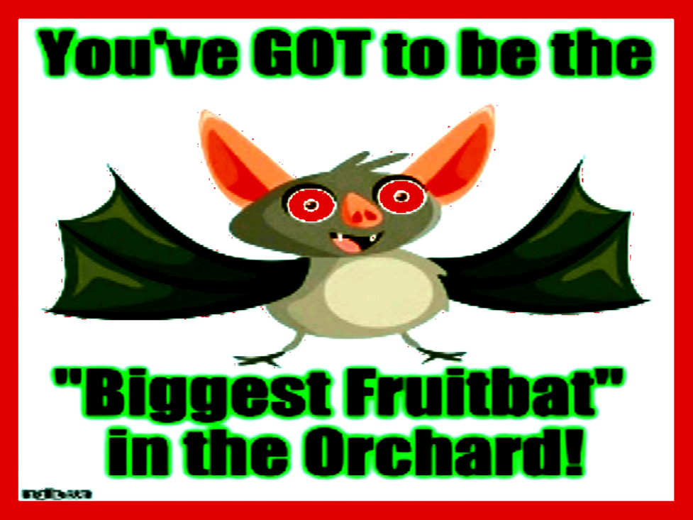 The BIGGEST Fruitbat in The Orchard!